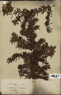 spécimen de Taxus baccata