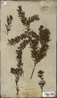 spécimen de Taxus baccata