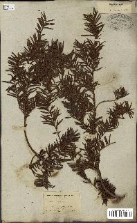 spécimen de Taxus baccata