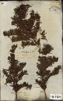 spécimen de Taxus baccata