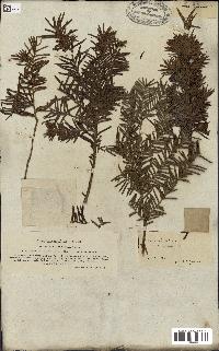 spécimen de Taxus baccata