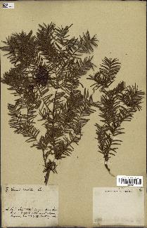 spécimen de Taxus baccata