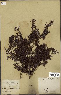 spécimen de Taxus baccata