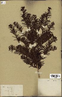spécimen de Taxus baccata