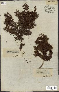 spécimen de Taxus baccata