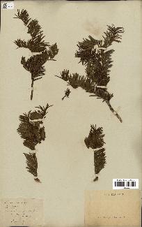 spécimen de Taxus baccata
