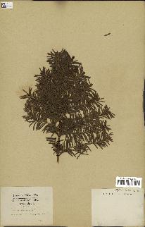 spécimen de Taxus baccata