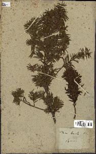 spécimen de Taxus baccata