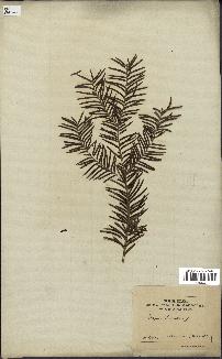 spécimen de Taxus baccata