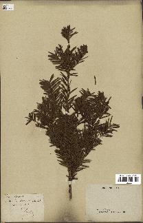 spécimen de Taxus baccata