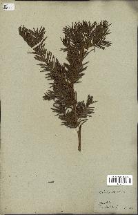 spécimen de Taxus baccata