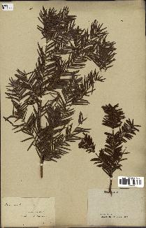 spécimen de Taxus baccata