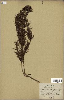 spécimen de Taxus baccata