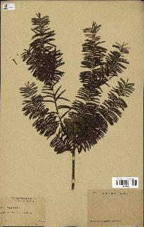spécimen de Taxus baccata