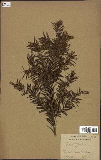 spécimen de Taxus baccata