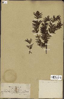 spécimen de Taxus baccata