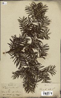 spécimen de Taxus baccata