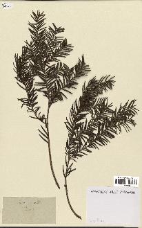 spécimen de Taxus baccata