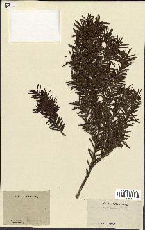spécimen de Taxus baccata