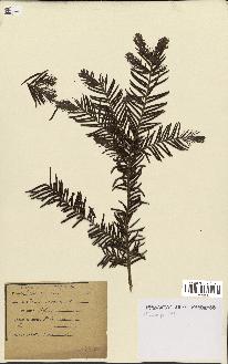 spécimen de Taxus baccata