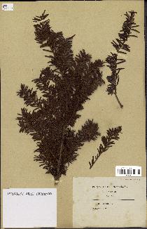 spécimen de Taxus baccata
