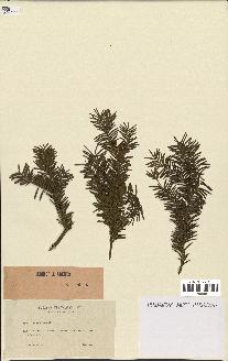 spécimen de Taxus baccata