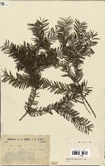 spécimen de Taxus baccata