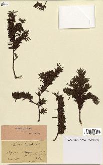 spécimen de Taxus baccata