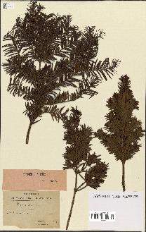 spécimen de Taxus baccata