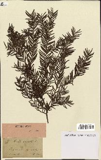 spécimen de Taxus baccata