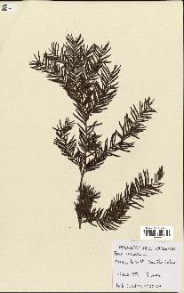 spécimen de Taxus baccata