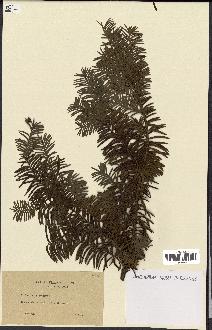 spécimen de Taxus baccata