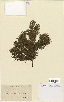 spécimen de Taxus baccata