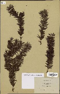 spécimen de Taxus baccata