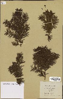 spécimen de Taxus baccata