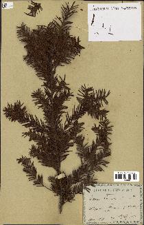 spécimen de Taxus baccata