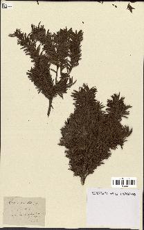 spécimen de Taxus baccata