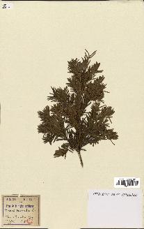 spécimen de Taxus baccata