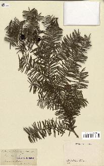 spécimen de Taxus baccata