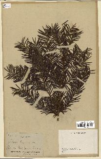 spécimen de Taxus baccata