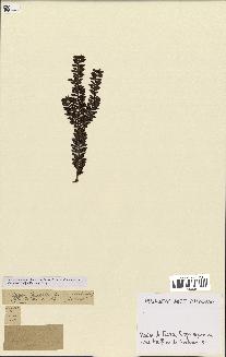 spécimen de Taxus baccata