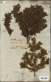 spécimen de Taxus baccata