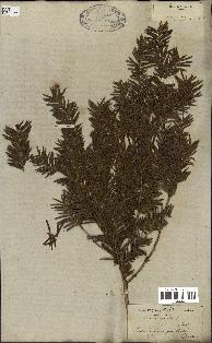 spécimen de Taxus baccata