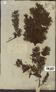spécimen de Taxus baccata