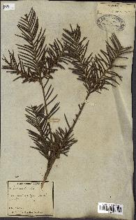 spécimen de Taxus baccata