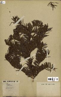 spécimen de Taxus baccata