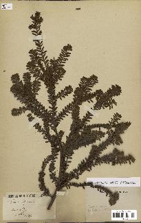 spécimen de Taxus baccata