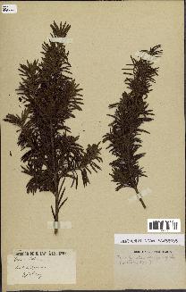 spécimen de Taxus baccata