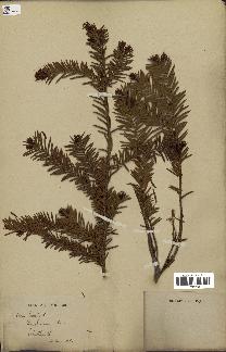 spécimen de Taxus baccata