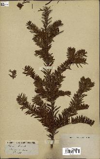 spécimen de Taxus baccata